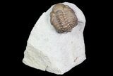 Bargain, Lochovella (Reedops) Trilobite - Oklahoma #92748-1